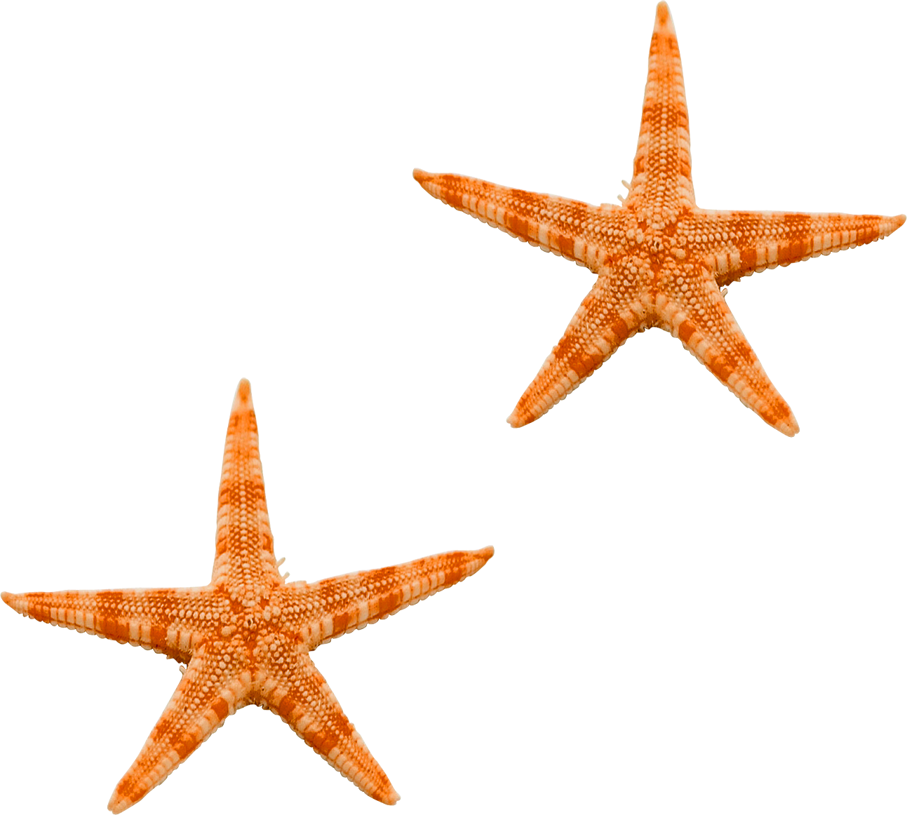 Starfish Png - Морская Звезда Png (1293x1162)