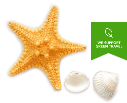 Contact Us - Seashells And Starfishes Pattern (452x348)