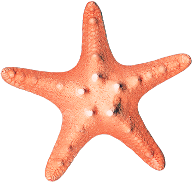 Starfish Euclidean Vector - Starfish Euclidean Vector (500x500)