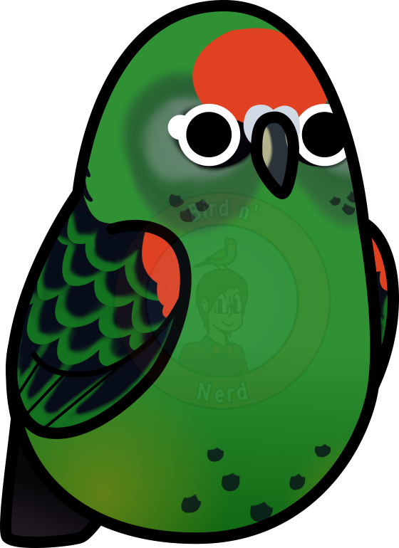 Twitter Website Redbubble Bird's Facebook Page - Red-fronted Parrot (560x770)
