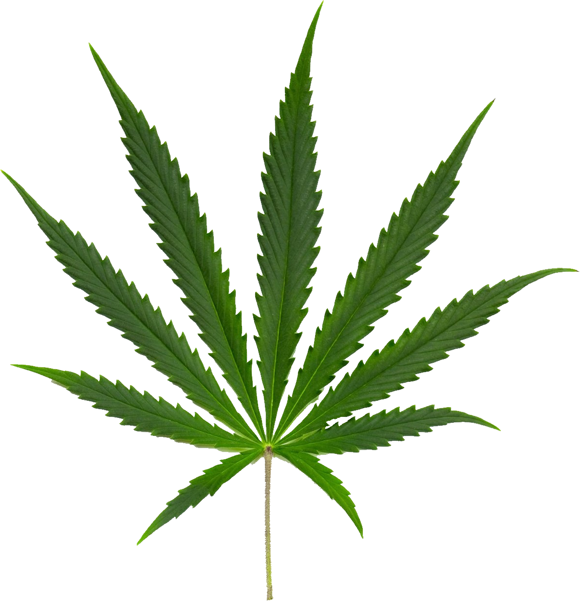 Cannabis Sativa (1191x1234)