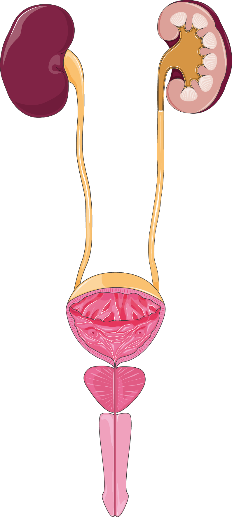 Urinary Tract - Excretory System (795x1769)