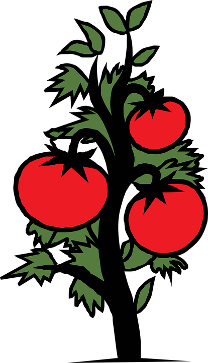 Tomato Plant Clip Art (414x720)