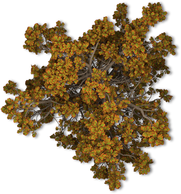Tree Fall Leave - Tree Top View Png Free (722x775)