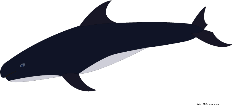 Косатка Пнг (822x567)