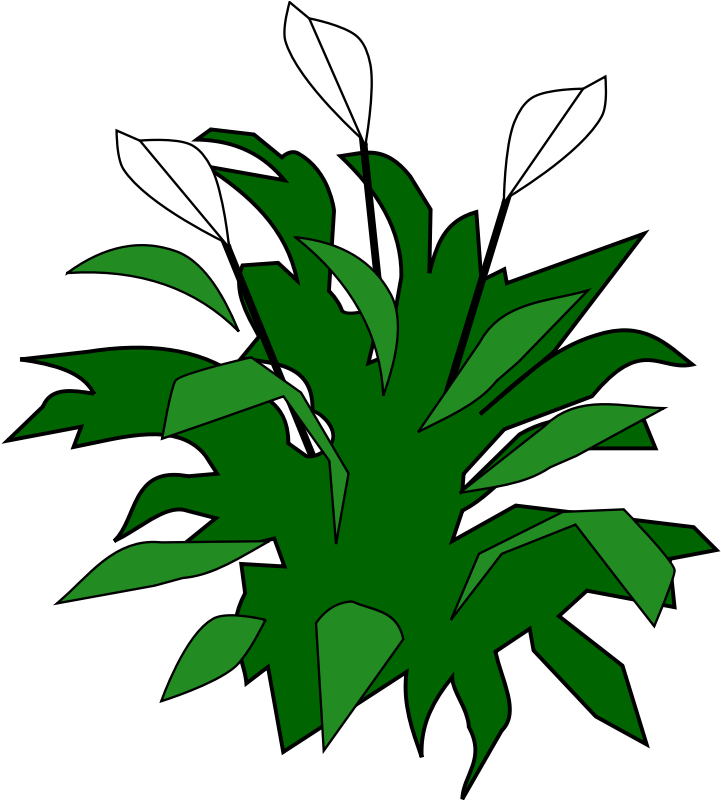 Spathiphyllum - Peace Lily (800x800)