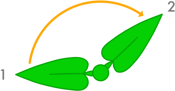 Leaf Growth - Leaf Growth (755x414)