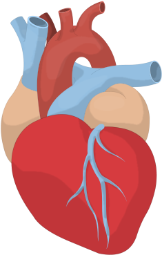 Heart (427x394)