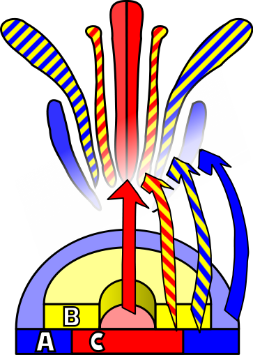 The Abc Model Of Flower Development - Abc Model Flower Development (363x509)