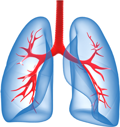 Lungs - Stronger Lungs (409x409)