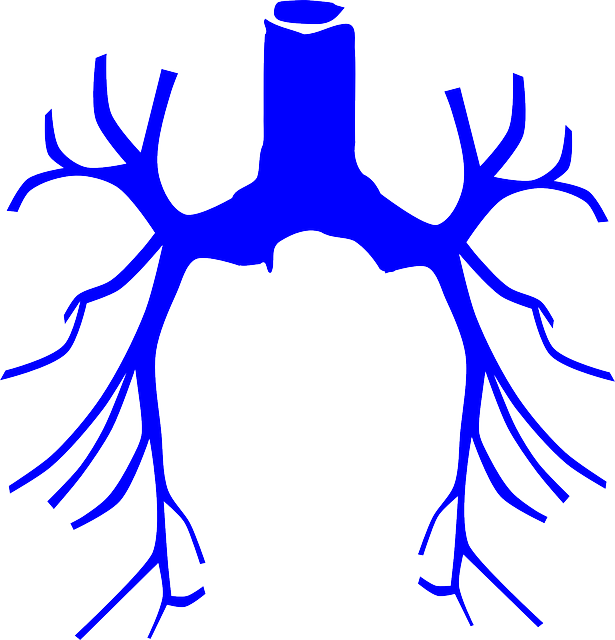 What Is Bronchiectasis - Lungs Clip Art (615x640)