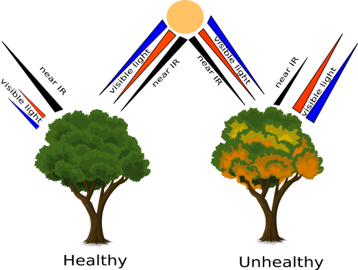 Elm (523x394)