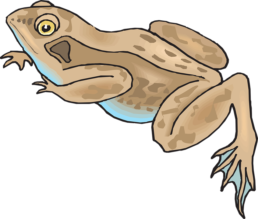 Brown Frog Cartoon (847x720)
