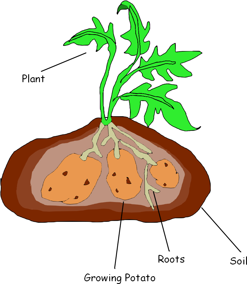 Tree Clip Art - Illustration (1600x1200)