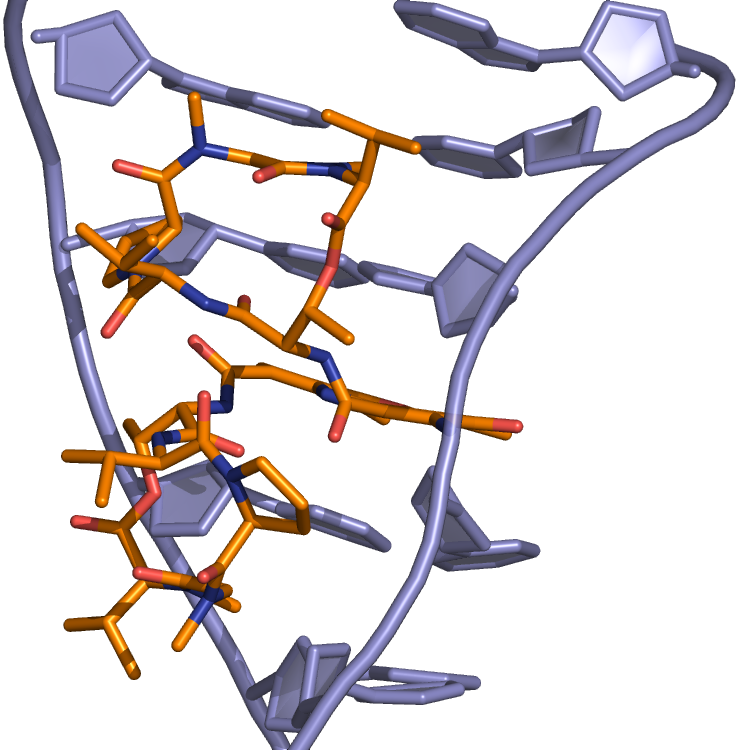 Actinomycin Dna Binding - Bicycle Trainer (739x750)