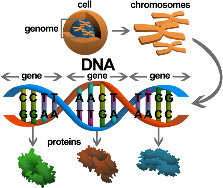 Geneimagewip007 - Kromozom Dna (800x681)