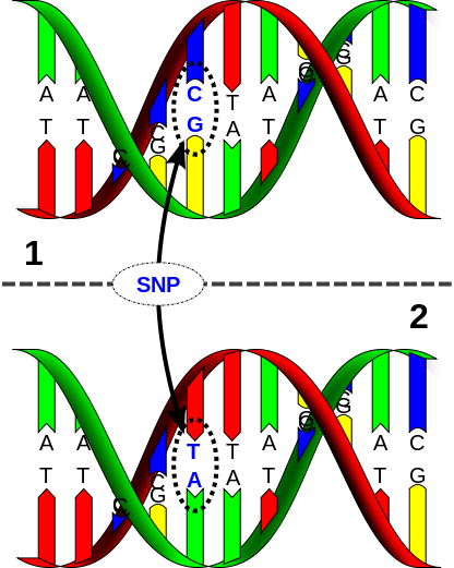 Dna Clipart Graphics - Single Nucleotide Polymorphism (416x521)