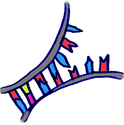 Dna-zipper - Dna-zipper (400x404)