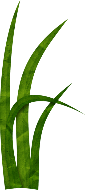 Яндекс - Фотки - Sweet Grass (361x800)