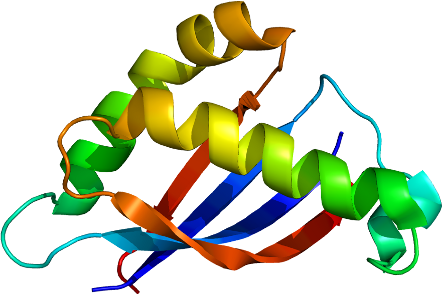 Muc1 (930x636)
