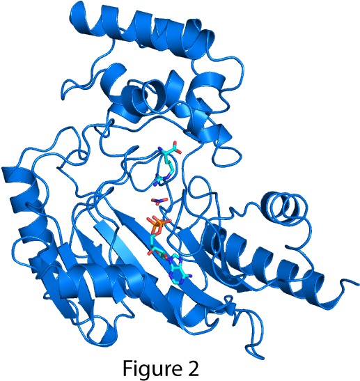Protein (600x600)