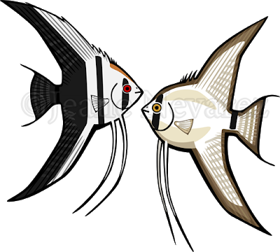 Angelfish Varieties - Angelfish (400x361)