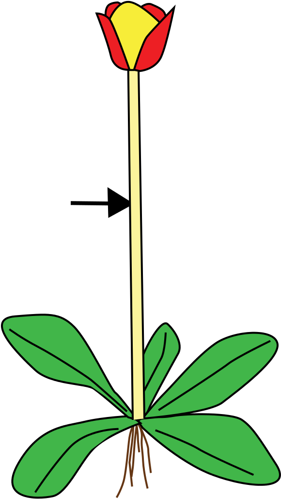Https - //commons - Wikimedia - Org/wiki/file - Stem - Scape Stem (800x1200)