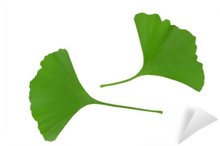 Maidenhair Tree (400x400)