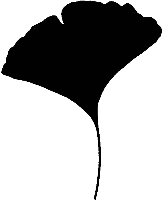 Gingko Trees - Ginkgo Leaf Silhouette (586x750)