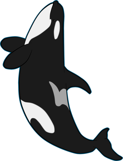 Orca Doodle 3 By Oceanorca - Killer Whale (500x655)
