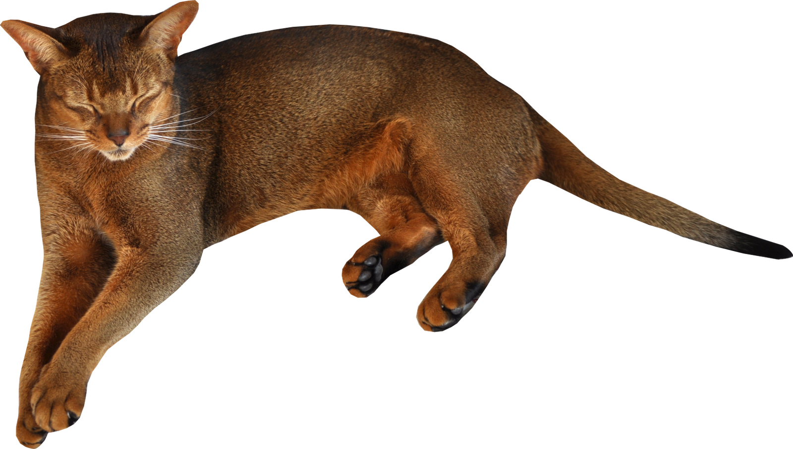 Lying Cat Png (1600x905)