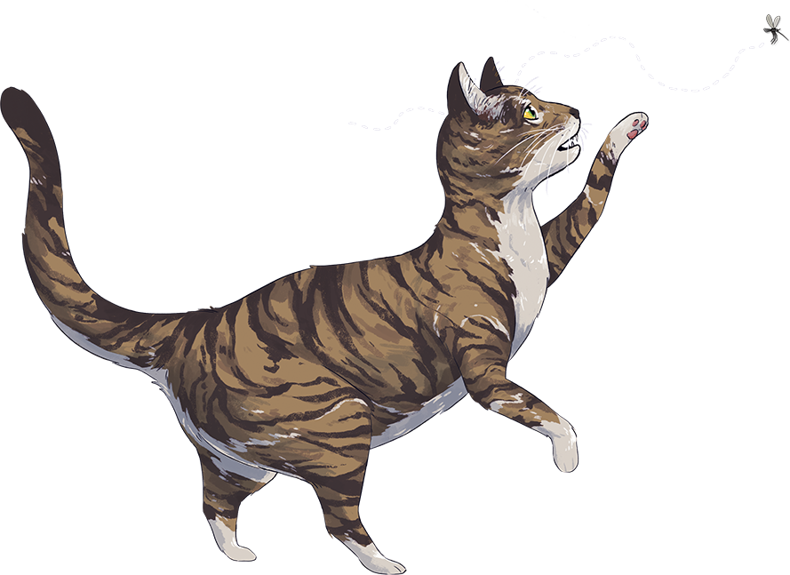 Cat Chasing Fly - Cat (889x647)