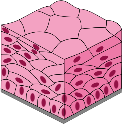 452 × 480 Pixels - Compound Keratinised Epithelial Tissue (452x480)