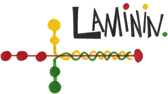 Laminin (600x336)