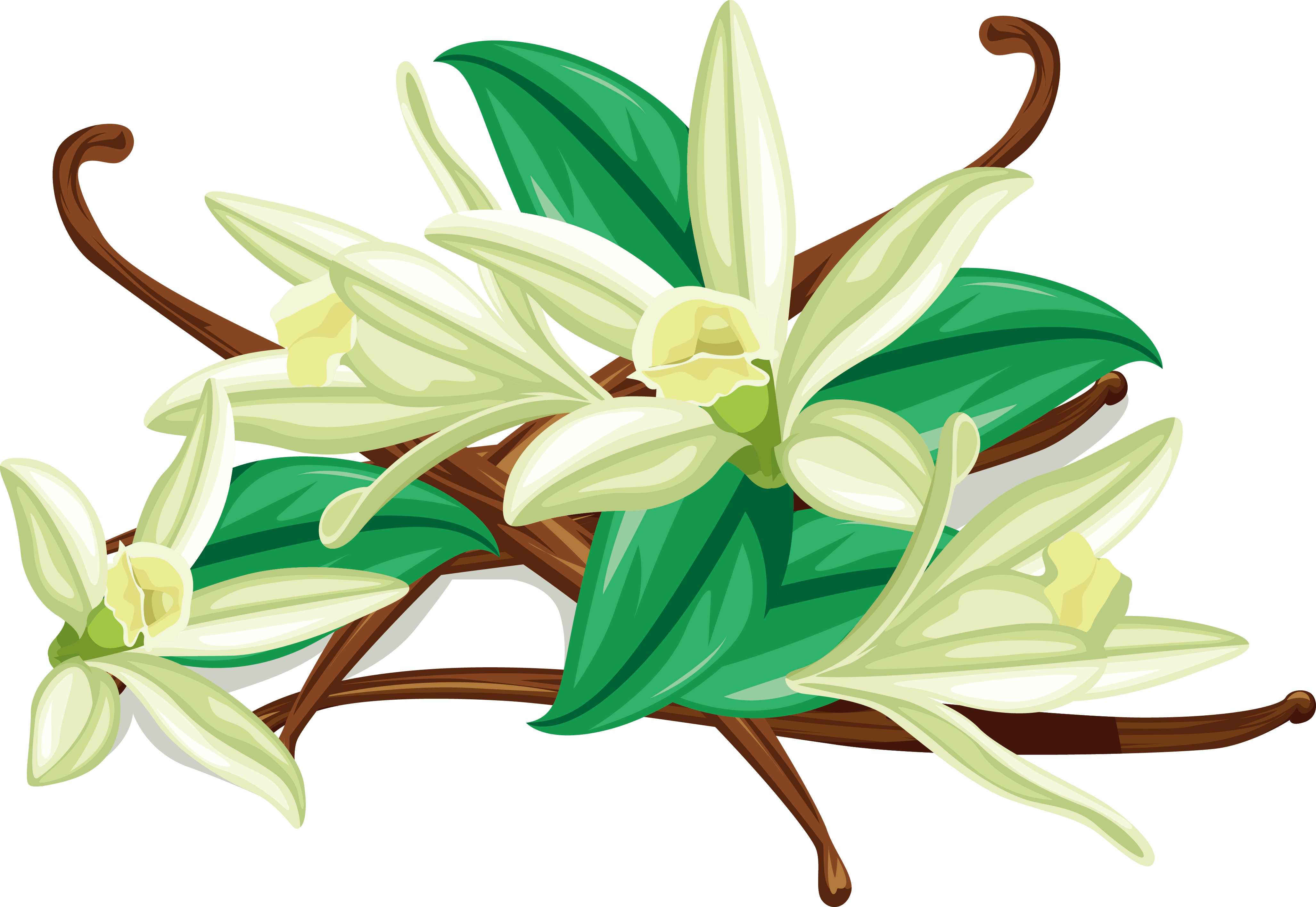 Flat-leaved Vanilla Spice Euclidean Vector - Flat-leaved Vanilla Spice Euclidean Vector (4108x2830)