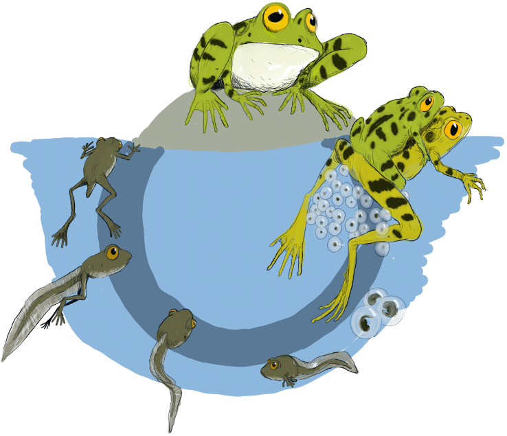 Clipart Svt - Cartoon (738x635)