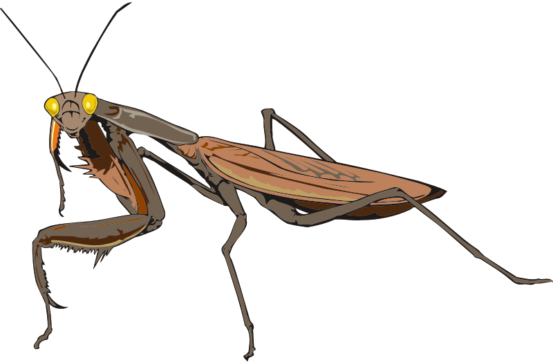 Medium Image - Mantis (1148x750)