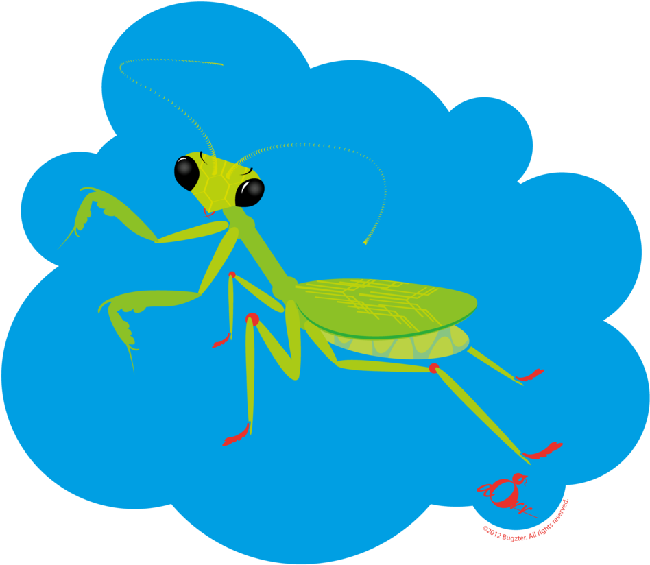 Preyingmantis-02 - Portable Network Graphics (1000x845)