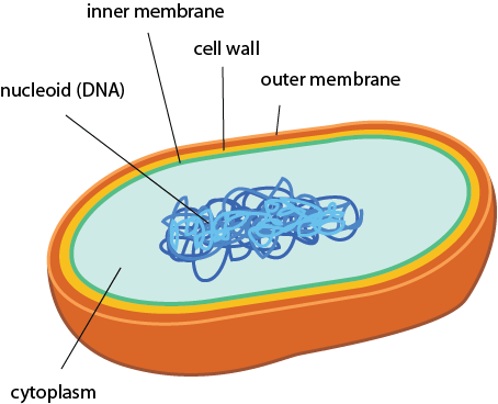 It Doesn't Get Much Simpler Than That - Archaebacteria Multicellular Or Unicellular (454x368)