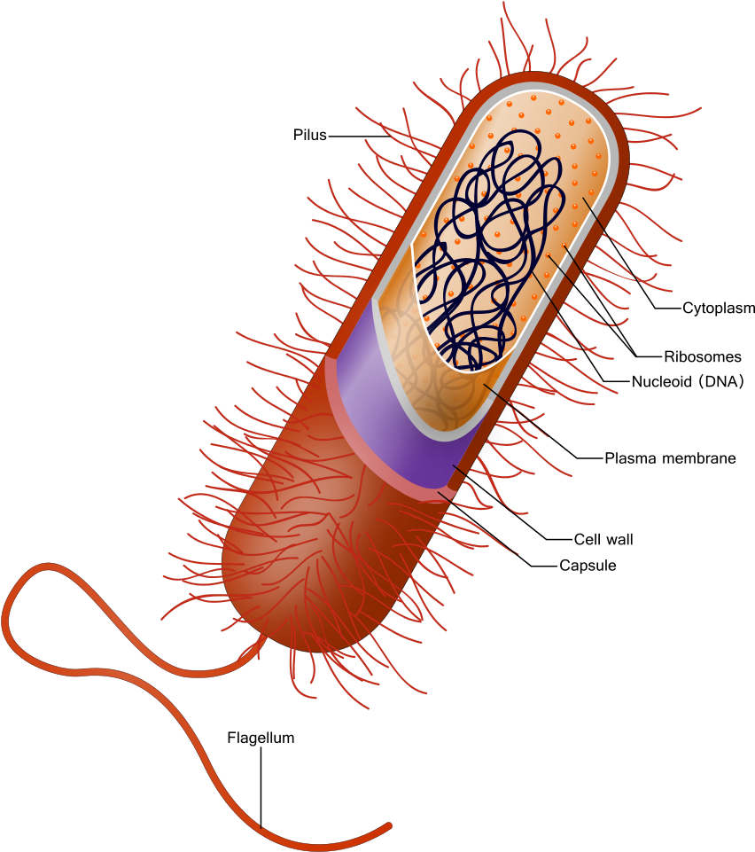 Prokaryote - Flagella (914x1024)