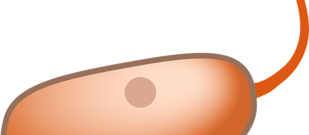 Differences Between Prokaryotic And Eukaryotic - Circle (628x275)