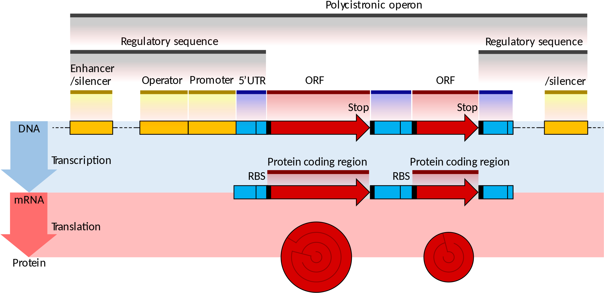 Availability - Difference Between Enhancer And Promoter (2000x985)