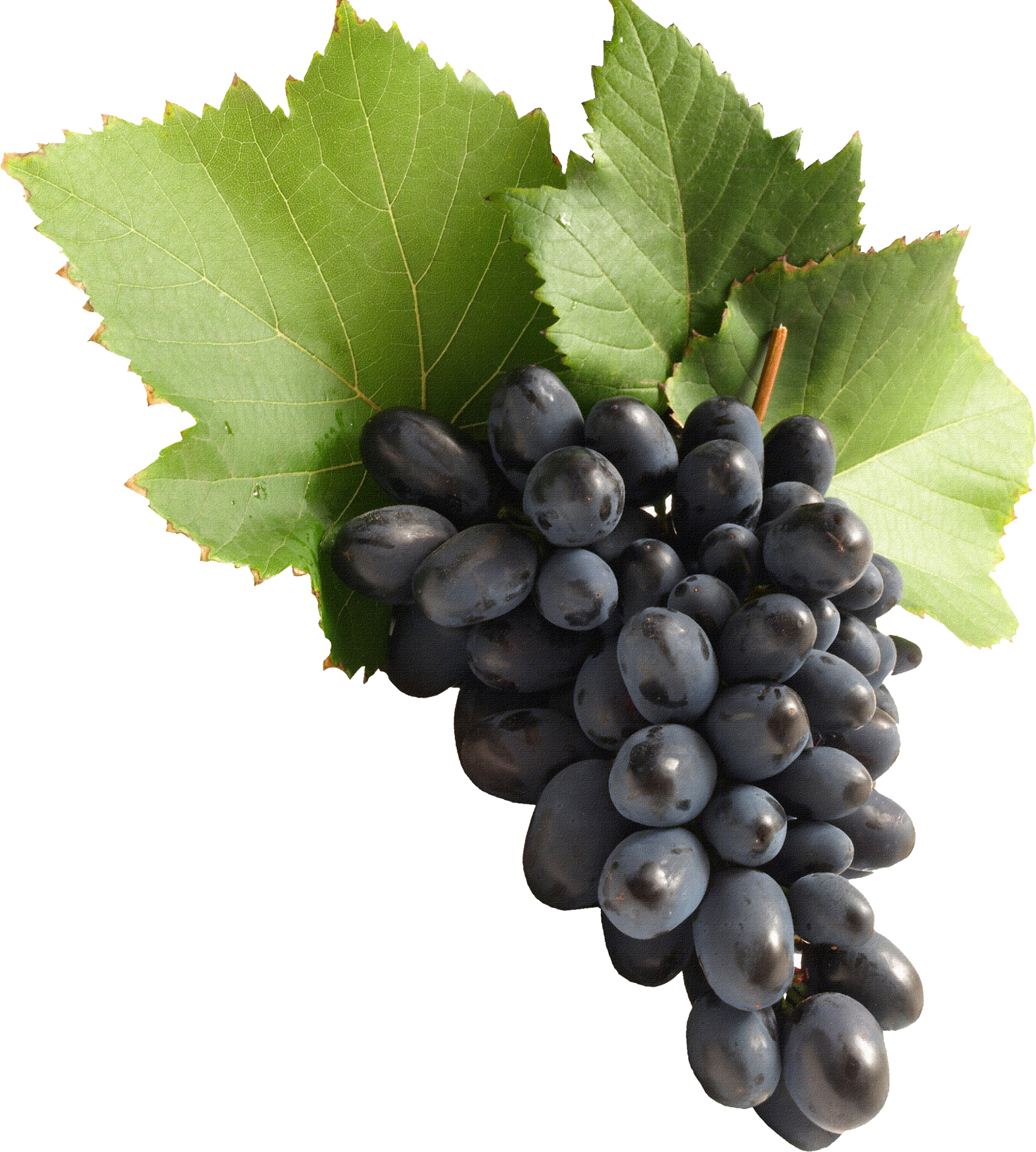 Grape Png (1731x1925)