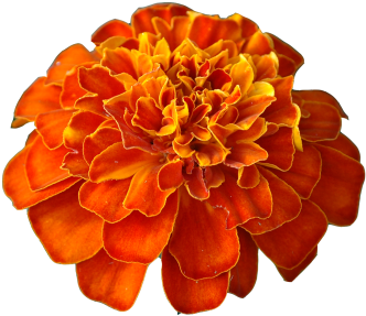 Source - - Tagetes Patula (500x433)