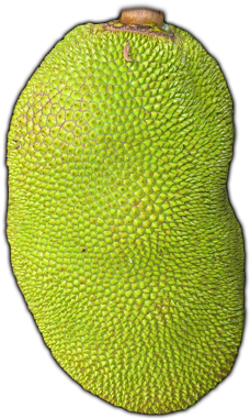 Clipart Jackfruit - - Cempedak (500x400)