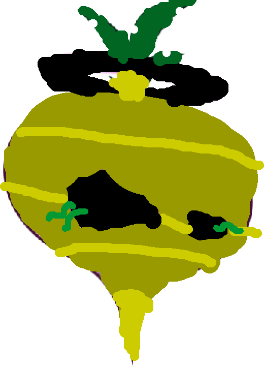 Gold Tile Turnip - Illustration (520x720)