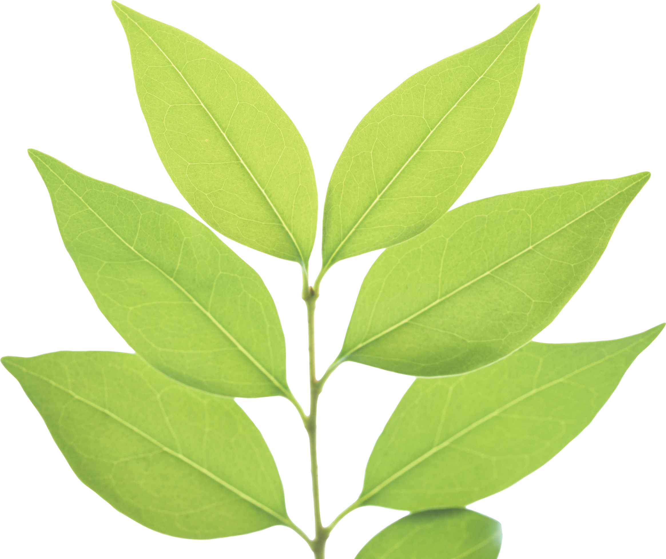 Green Leaves (2329x1957)