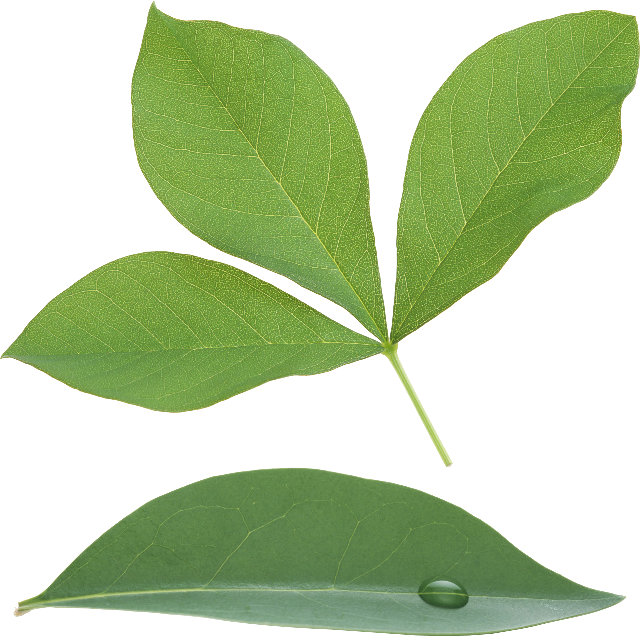 Green Leaf Png - Leaf (2560x2541)