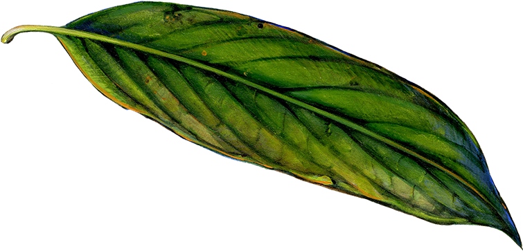 Old Leaf - Illustration (900x900)