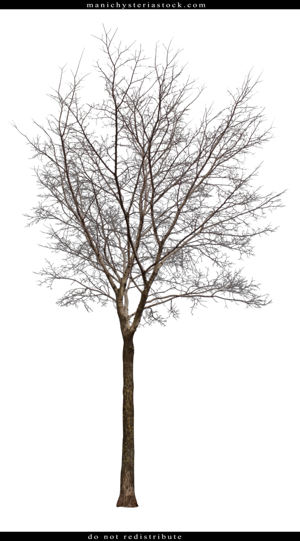 Bare Tree Cut Out (600x1082)